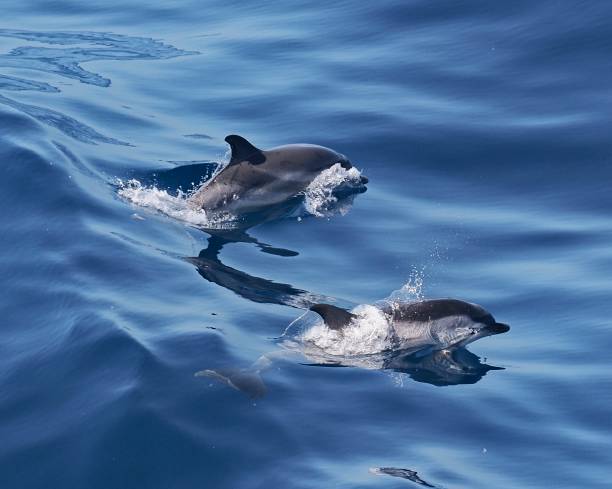 istock Two Striped Dolphin surf the ocean swell through clear water 2153294035