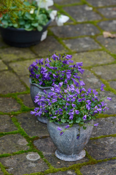istock Bluebells in my garden 2153294280