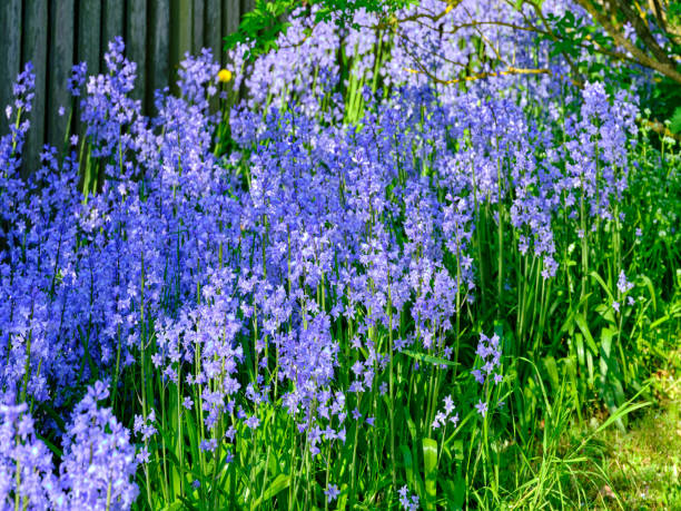 istock Bluebells in my garden 2153294391