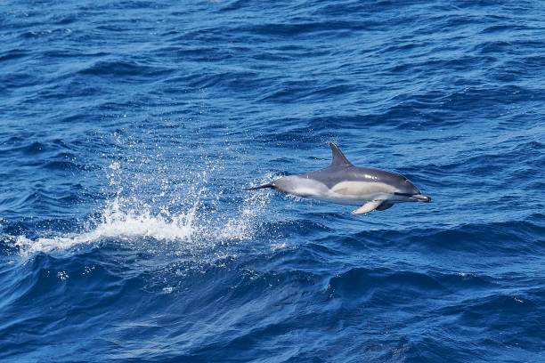 istock A single Common Dolphin breaches the ocean swell 2153294679