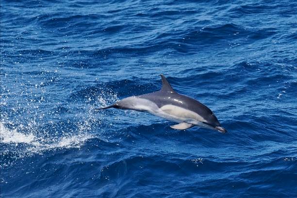 istock A single Common Dolphin breaches the ocean swell 2153294692