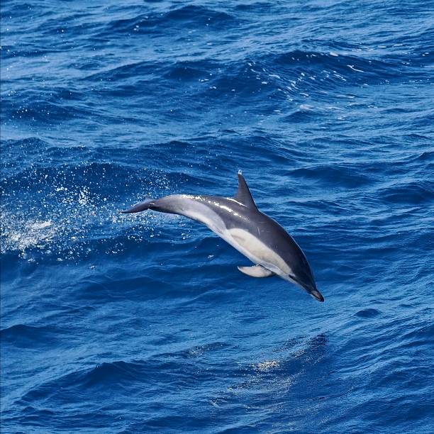 two  jumping dolphins,beautiful seascape with deep  ocean  waters and cloudscape