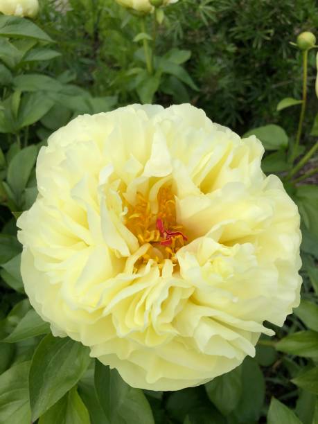 istock Yellow round rose blossom in close-up 2153295592