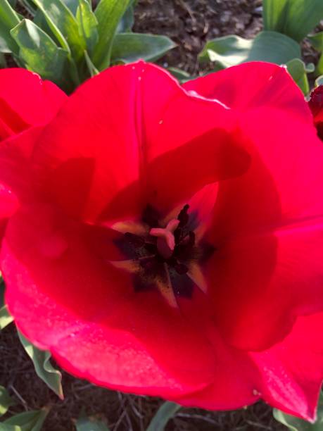 istock Deep red tulips photographed in bloom 2153295754