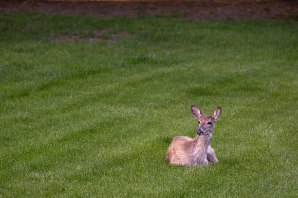 This image shows a single white-tailed deer (odocoileus virginianus) relaxing in a grassy yard near dusk.