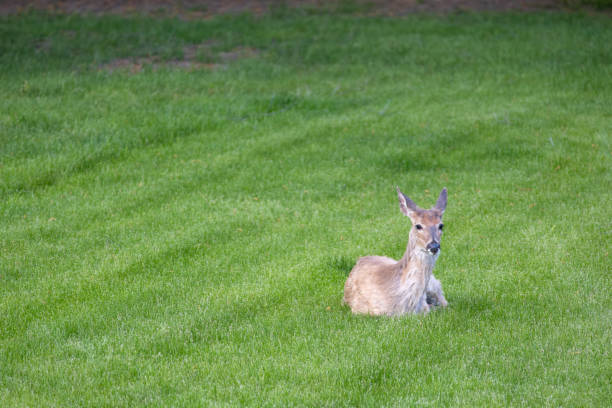 This image shows a single white-tailed deer (odocoileus virginianus) relaxing in a grassy yard near dusk.