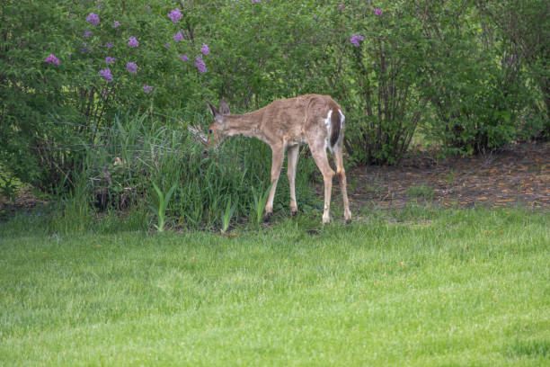 istock Single white tailed deer grazing in a compost pile 2153295776