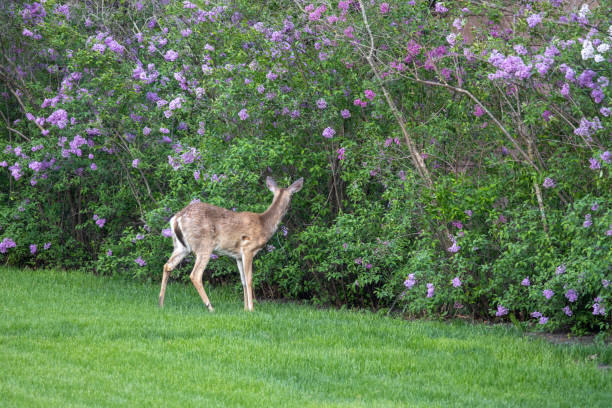 Mountain Meadow and Mule Deer Buck with Velvety Antlers - Lush meadow in high subalpine forest with majestic animals in natural habitat.