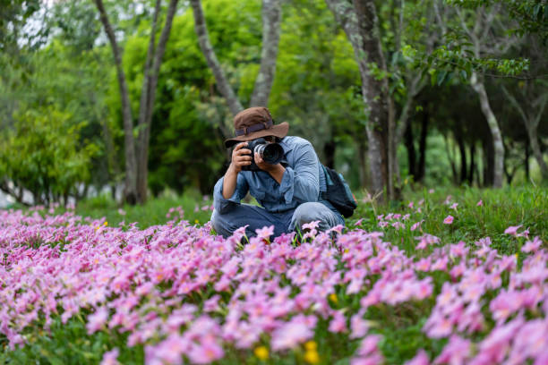 Photographer is taking photo of blossoming wild flower meadow pink zephyranthes carinata rain lily bulb during spring season in woodland forest which is native to Central America for hiking travel el fotógrafo está tomando una foto de la pradera de flores silvestres en flor, el bulbo de lirio de lluvia rosado de zephyranthes carinata durante la temporada de primavera en el bosque que es nativo de américa central para viajes de senderismo