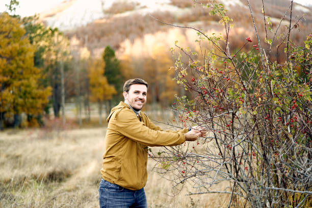 istock Smiling farmer picking rose hips from bush in autumn park 2153297615