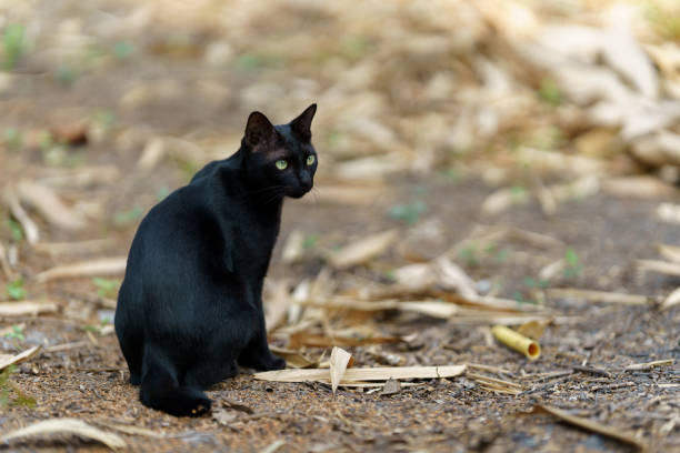 istock A black cat is sitting on the ground and looking back. 2153300636