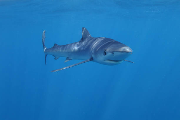 istock blue shark, Prionace glauca, Cape Point, South Africa 2153305318
