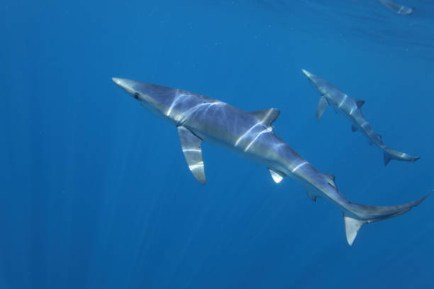 istock blue shark, Prionace glauca, Cape Point, South Africa 2153305618