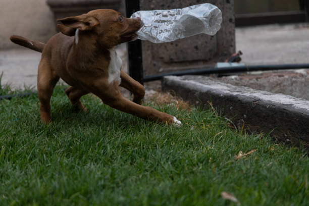 istock dog in garden playing with bottle 2153306217