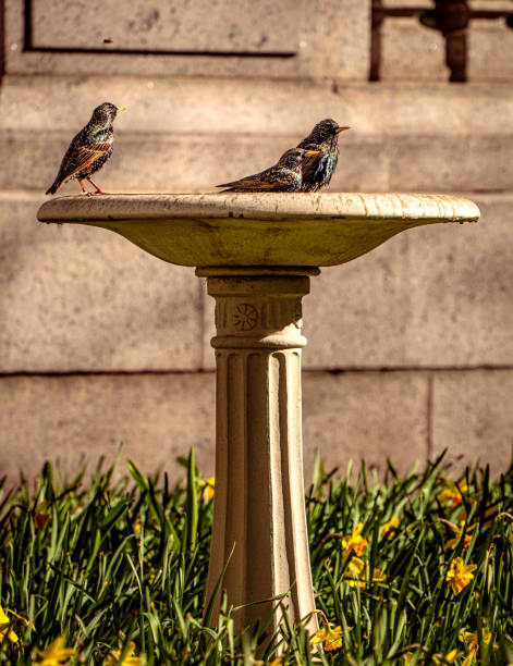 Birds bathing in birdbath amongst the daffodils on a sunny springtime day in New York City.