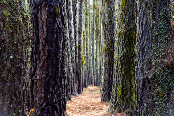 Autumn path covered with dry leafs in the forest, background with copy space, full frame horizontal  composition