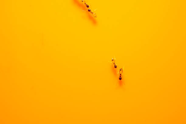 istock Group of ants crawling on bright yellow surface 2153315657