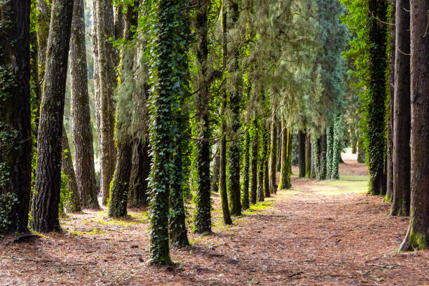Autumn path covered with dry leafs in the park, background with copy space, full frame horizontal  composition
