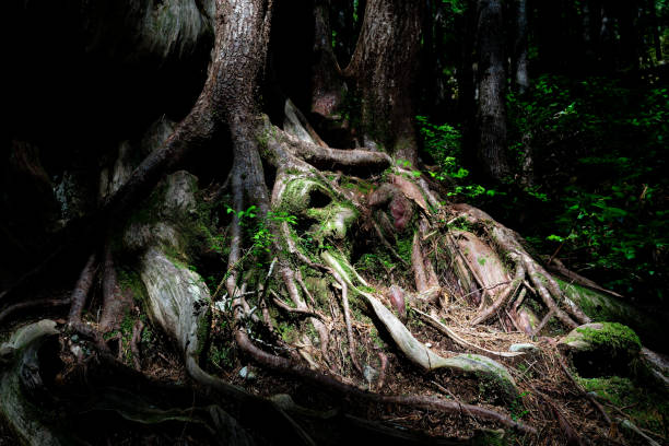 Ancient western red cedar at Avatar Grove, Port Renfrew, BC Canada