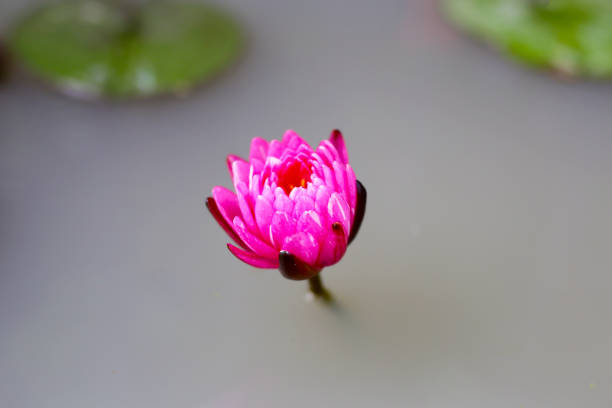Beautiful water lily in pond