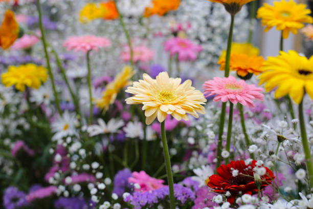 istock Beautiful flower bouquet, Flower background. 2153317400