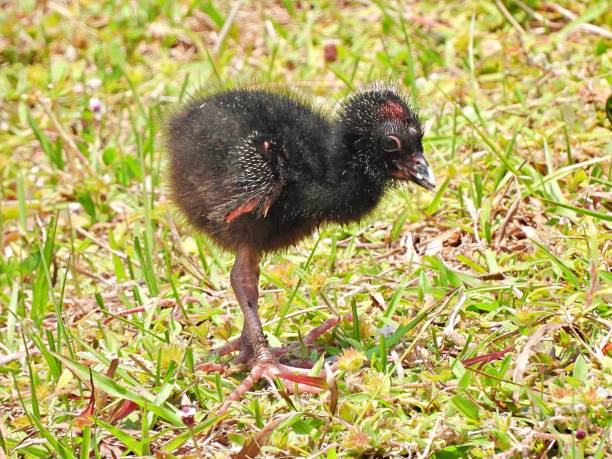 istock Grey-headed Swamphen (Porphyrio poliocephalus) chick in the grass 2153317962