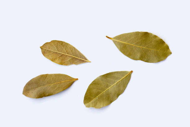 istock Dried bay leaves on white background. 2153318447
