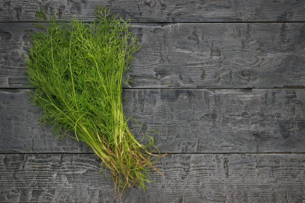 Green dill is growing in a garden at dawn . close up