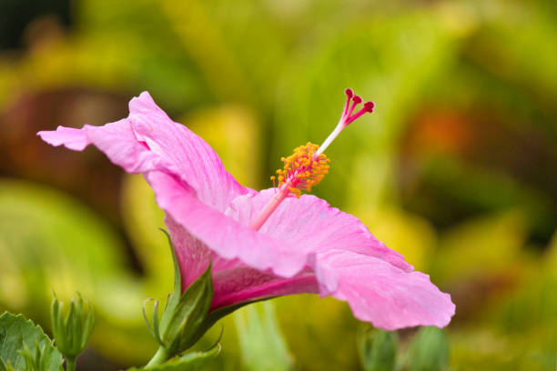 Pistal and stamin emphasized in the unique angle of a hibiscus flower.