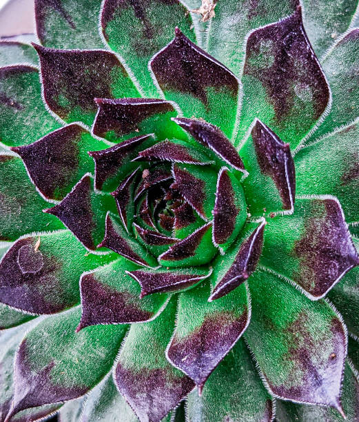 Hues of green and purple on succulent plant