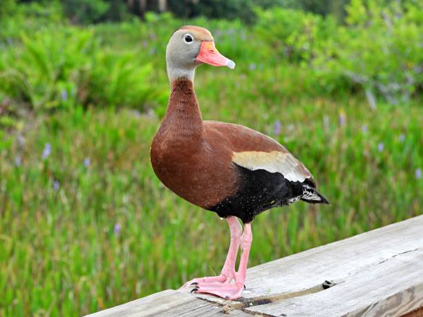istock Black-bellied Whistling Duck (Dendrocygna autumnalis) - resting on wood railing 2153321252