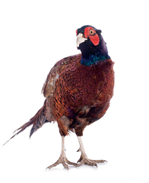 istock Male European Common Pheasant 2153325326