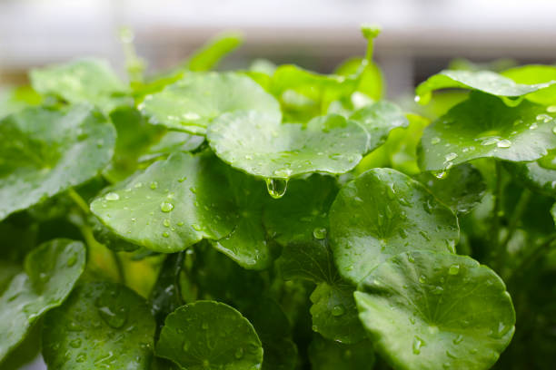 istock Centella asiatica (gotu kola). Fresh green leaves herb background. 2153327865