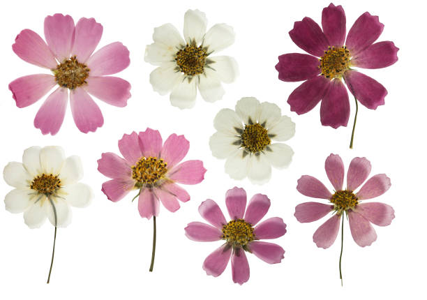 Pressed and dried flowers cosmos, cosmea isolated on white background. For use in scrapbooking, floristry or herbarium