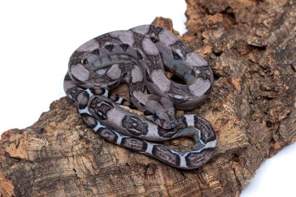 istock Rare Anerythristic Boa Constrictors: Captivating Beauty in Dark Morph 2153329917