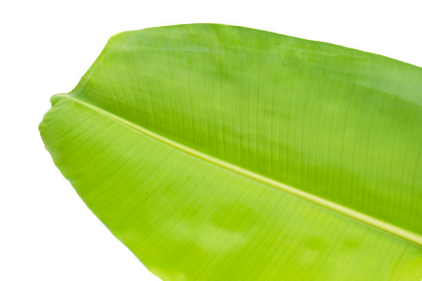 istock Banana leaves on white background. 2153330829