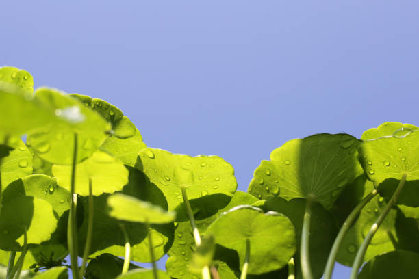 istock Centella asiatica (gotu kola). Fresh green leaves herb background. 2153330837