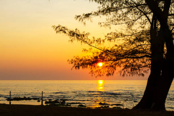 istock Sunrise and silhouette pine at beach 2153331576