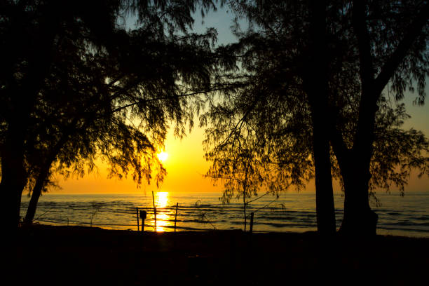 istock Sunrise and silhouette pine at beach 2153331589