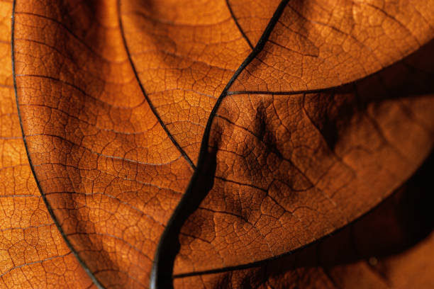 istock Autumn Dried leaf closeup at sunlight, macro trend, brown leaf as nature background. Fall aesthetic backdrop with natural veins texture of foliage, warm monochrome autumnal color, low depth of field 2153331616