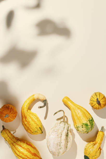 istock Decorative ornamental pumpkins on beige background, leaves sun shadow, copyspace. Autumn still life, fall season holiday, harvest concept. Mini squash yellow white, autumnal vegetables, top view 2153332435