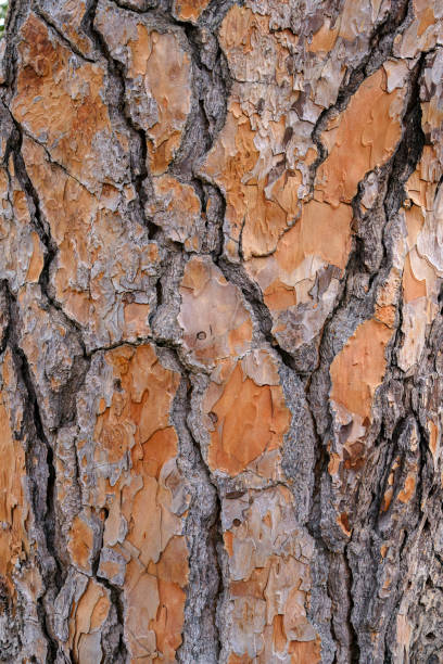 istock Close-Up View of Rough Tree Bark Texture 2153332539