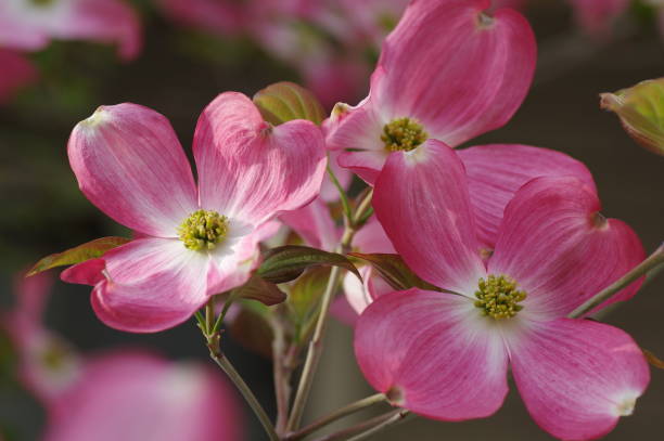 istock dogwood flowers 2153335166