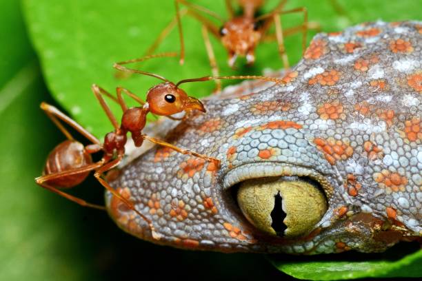 istock Ants Climbing Gecko's head - Animal behavior. 2153336469