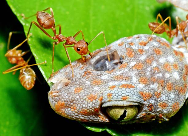 istock Ants Climbing Gecko's head - Animal behavior. 2153336471