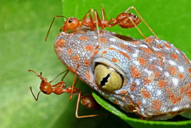 istock Ants Climbing Gecko's head - Animal behavior. 2153336474