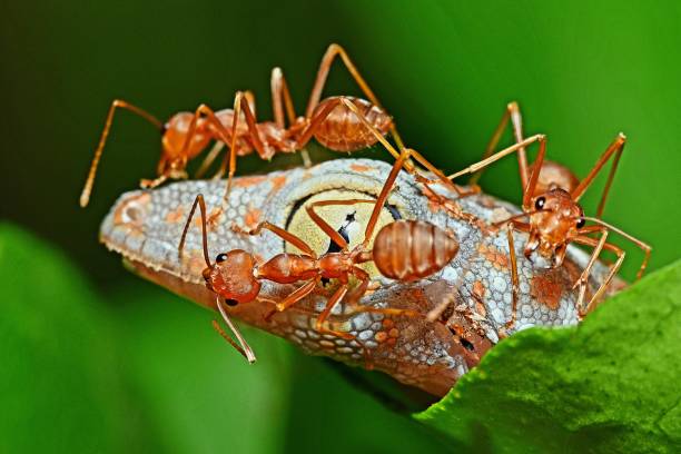 istock Ants Climbing Gecko's head - Animal behavior. 2153336491