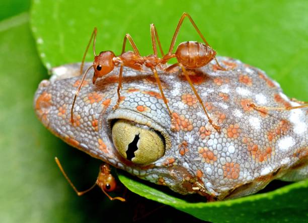 Ants Climbing Gecko's head - Animal behavior.