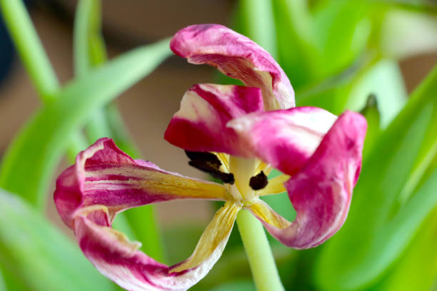 Dry petals on a tulip bud in a vase