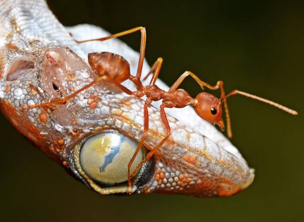 istock Ants Climbing Gecko's remains - Animal behavior. 2153337402